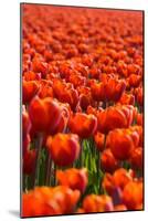 Field of Tulips-esbobeldijk-Mounted Photographic Print