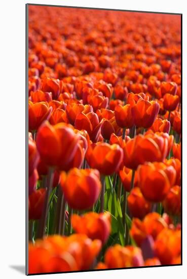 Field of Tulips-esbobeldijk-Mounted Photographic Print