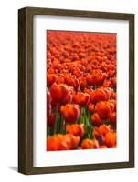 Field of Tulips-esbobeldijk-Framed Photographic Print