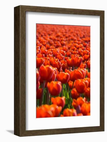 Field of Tulips-esbobeldijk-Framed Photographic Print