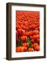 Field of Tulips-esbobeldijk-Framed Photographic Print