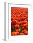 Field of Tulips-esbobeldijk-Framed Photographic Print