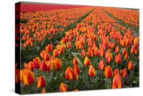 Field of Variegated Tulips Near Keukenhof Gardens in the Netherlands-Darrell Gulin-Stretched Canvas