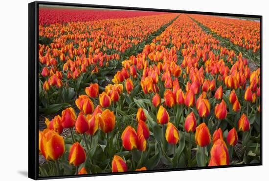 Field of Variegated Tulips Near Keukenhof Gardens in the Netherlands-Darrell Gulin-Framed Stretched Canvas