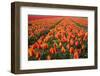 Field of Variegated Tulips Near Keukenhof Gardens in the Netherlands-Darrell Gulin-Framed Premium Photographic Print