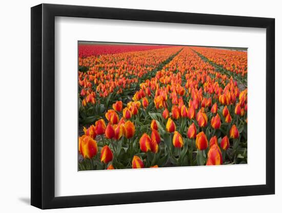 Field of Variegated Tulips Near Keukenhof Gardens in the Netherlands-Darrell Gulin-Framed Premium Photographic Print