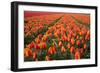 Field of Variegated Tulips Near Keukenhof Gardens in the Netherlands-Darrell Gulin-Framed Photographic Print