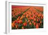 Field of Variegated Tulips Near Keukenhof Gardens in the Netherlands-Darrell Gulin-Framed Photographic Print