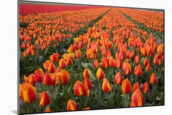 Field of Variegated Tulips Near Keukenhof Gardens in the Netherlands-Darrell Gulin-Mounted Photographic Print