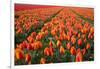 Field of Variegated Tulips Near Keukenhof Gardens in the Netherlands-Darrell Gulin-Framed Photographic Print