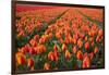 Field of Variegated Tulips Near Keukenhof Gardens in the Netherlands-Darrell Gulin-Framed Photographic Print