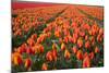 Field of Variegated Tulips Near Keukenhof Gardens in the Netherlands-Darrell Gulin-Mounted Photographic Print