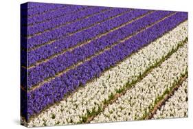 Field of Violet and White Flowers-Peter Kirillov-Stretched Canvas