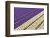 Field of Violet and White Flowers-Peter Kirillov-Framed Photographic Print