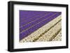 Field of Violet and White Flowers-Peter Kirillov-Framed Photographic Print