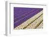 Field of Violet and White Flowers-Peter Kirillov-Framed Photographic Print