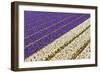 Field of Violet and White Flowers-Peter Kirillov-Framed Photographic Print