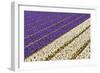 Field of Violet and White Flowers-Peter Kirillov-Framed Photographic Print