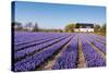 Field of Violet Flowers - Hyacint-Peter Kirillov-Stretched Canvas