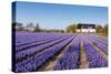 Field of Violet Flowers - Hyacint-Peter Kirillov-Stretched Canvas