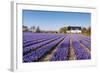 Field of Violet Flowers - Hyacint-Peter Kirillov-Framed Photographic Print