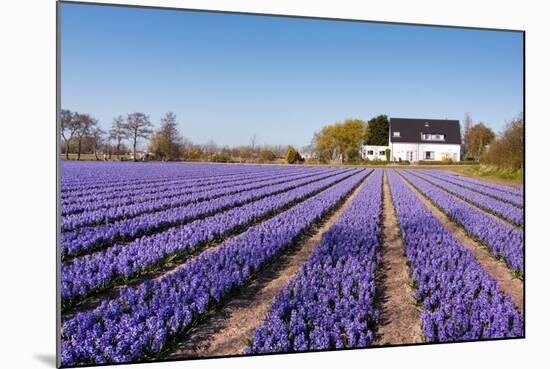 Field of Violet Flowers - Hyacint-Peter Kirillov-Mounted Photographic Print