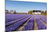 Field of Violet Flowers - Hyacint-Peter Kirillov-Mounted Photographic Print