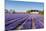 Field of Violet Flowers - Hyacint-Peter Kirillov-Mounted Photographic Print