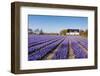 Field of Violet Flowers - Hyacint-Peter Kirillov-Framed Photographic Print