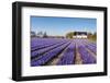 Field of Violet Flowers - Hyacint-Peter Kirillov-Framed Photographic Print