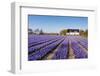 Field of Violet Flowers - Hyacint-Peter Kirillov-Framed Photographic Print