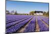 Field of Violet Flowers - Hyacint-Peter Kirillov-Mounted Photographic Print