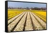 Field of White and Yellow Flowers-Peter Kirillov-Framed Stretched Canvas