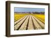 Field of White and Yellow Flowers-Peter Kirillov-Framed Photographic Print