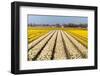 Field of White and Yellow Flowers-Peter Kirillov-Framed Photographic Print