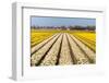 Field of White and Yellow Flowers-Peter Kirillov-Framed Photographic Print