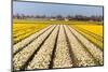 Field of White and Yellow Flowers-Peter Kirillov-Mounted Photographic Print