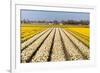 Field of White and Yellow Flowers-Peter Kirillov-Framed Photographic Print