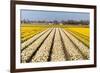 Field of White and Yellow Flowers-Peter Kirillov-Framed Photographic Print
