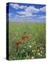 Field of Wild Flowers, Near Utande, Guadalajara, Castilla-La Mancha, Spain, Europe-Ruth Tomlinson-Stretched Canvas