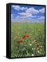 Field of Wild Flowers, Near Utande, Guadalajara, Castilla-La Mancha, Spain, Europe-Ruth Tomlinson-Framed Stretched Canvas