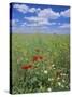 Field of Wild Flowers, Near Utande, Guadalajara, Castilla-La Mancha, Spain, Europe-Ruth Tomlinson-Stretched Canvas