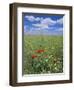 Field of Wild Flowers, Near Utande, Guadalajara, Castilla-La Mancha, Spain, Europe-Ruth Tomlinson-Framed Photographic Print