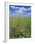 Field of Wild Flowers, Near Utande, Guadalajara, Castilla-La Mancha, Spain, Europe-Ruth Tomlinson-Framed Photographic Print