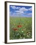 Field of Wild Flowers, Near Utande, Guadalajara, Castilla-La Mancha, Spain, Europe-Ruth Tomlinson-Framed Photographic Print