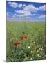 Field of Wild Flowers, Near Utande, Guadalajara, Castilla-La Mancha, Spain, Europe-Ruth Tomlinson-Mounted Photographic Print