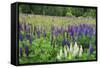 Field of Wild Lupines, Tacoma, Washington State, United States of America, North America-Richard Cummins-Framed Stretched Canvas