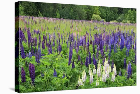 Field of Wild Lupines, Tacoma, Washington State, United States of America, North America-Richard Cummins-Stretched Canvas