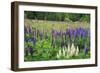 Field of Wild Lupines, Tacoma, Washington State, United States of America, North America-Richard Cummins-Framed Photographic Print