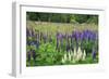 Field of Wild Lupines, Tacoma, Washington State, United States of America, North America-Richard Cummins-Framed Photographic Print